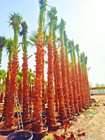 Washingtonia ready to install delivery all over UAE.
