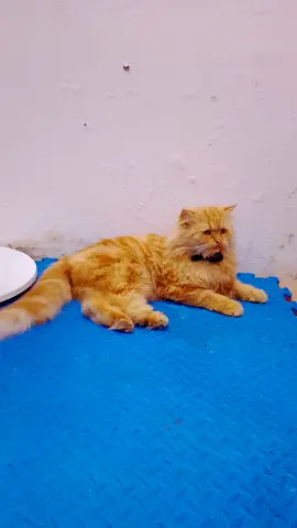Persian male cat