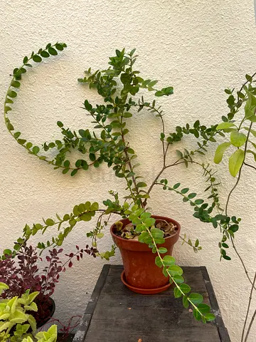 Beautiful wall decorating plant