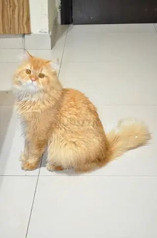 Cats for adoption