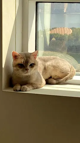 British Shorthair for adoption