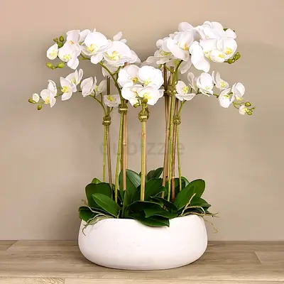 Large Orchid Arrangement in Low Ceramic Pot
