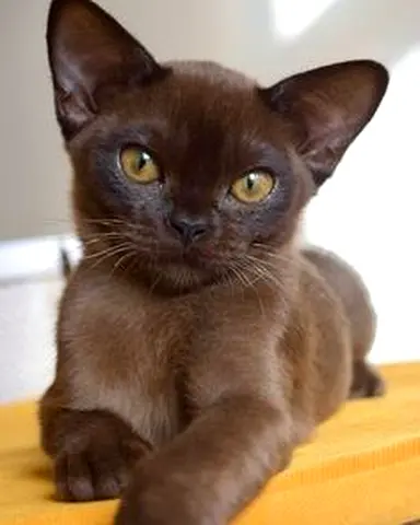Brown Burmese kittens looking to be rehomed