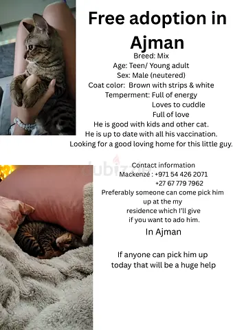 Free pet adoption in Ajman