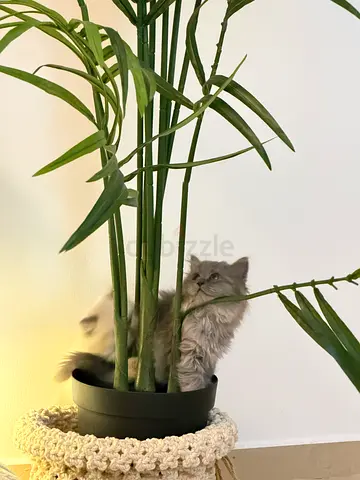 Kittens