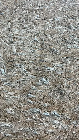 Beige Shaggy Area Rug – Soft High-Pile, 1.5 x 2.0m (approx)