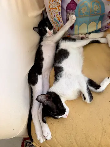 3 male cats free adoption