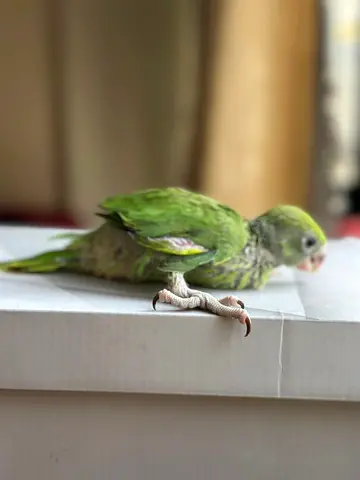 Indian Ring Neck