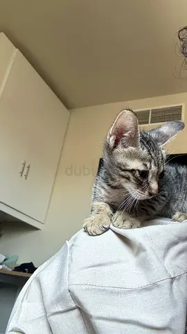 Friendly tabby kitten looking for a new home