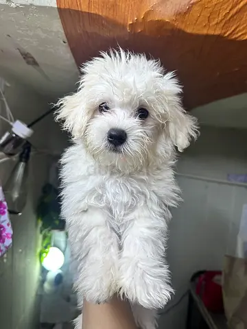 White fluffy puppy - young Maltese (ready for adoption)