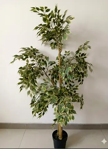 Tall variegated artificial ficus tree in black pot - good condition