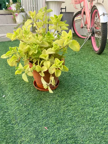 Ajwain/ cuban oregano plant