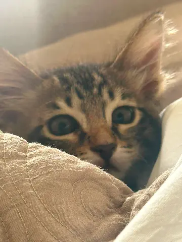 Kitten For Adoption