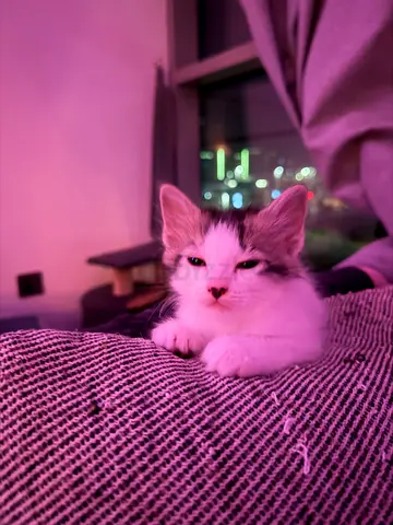 Kitten for free adoption
