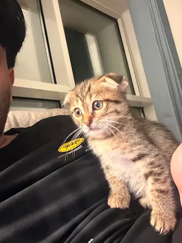Meet Bella 2-month-old Scottish Fold Tabby mix kitten looking for new home