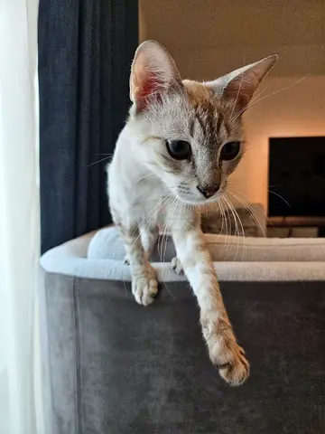 Lovely cat for adoption