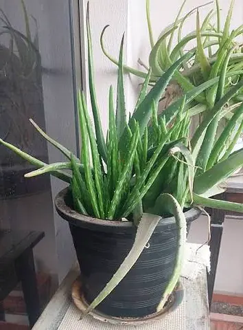 Aloe Vera Plant in Pot - Healthy Indoor/outdoor big Succulent