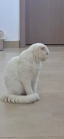 سكوتش فولد بيضاء انثى