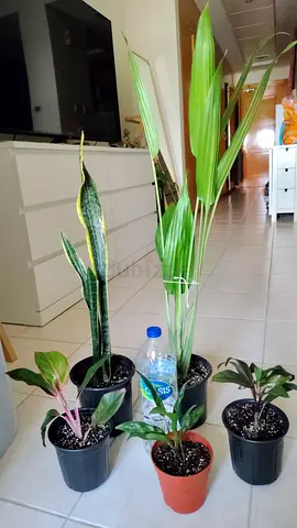 Take all 5 easy to take care  indoor plants Final price , last price , best price  80 dhs only