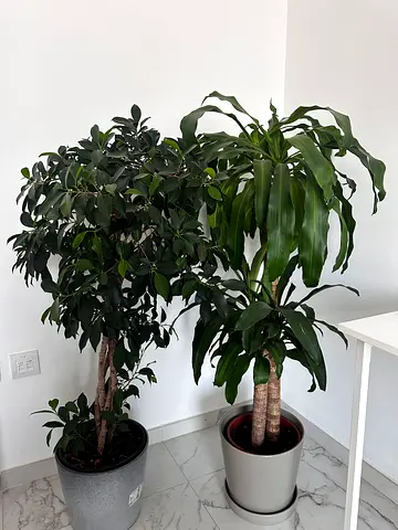 Large Indoor Plants with Pots Included (Set of 2)