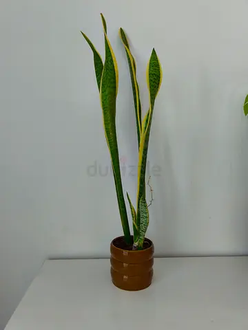 Sansevieria (Snake Plant) in Ceramic Pot - Easy Care Indoor Plant