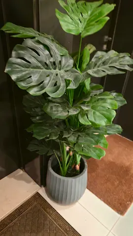 Plant