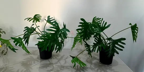Artificial plant plastic