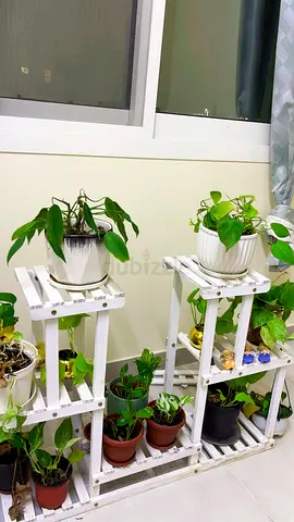Plants stand with plants for sale