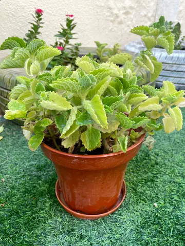 Cuban oregano/ ajwain plant