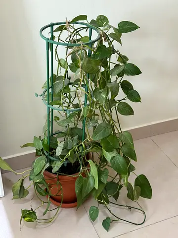 Extra long Money plant with stand