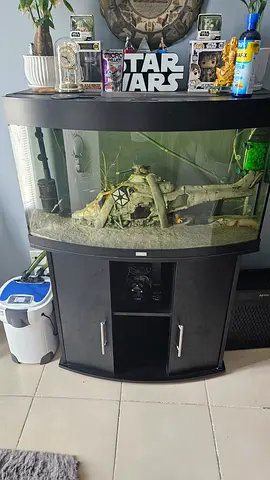 Used Curved Glass Aquarium with Cabinet Stand — Ready to Move