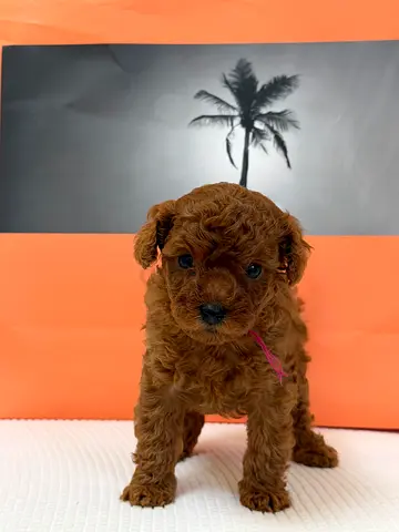 Luxury toy poodle