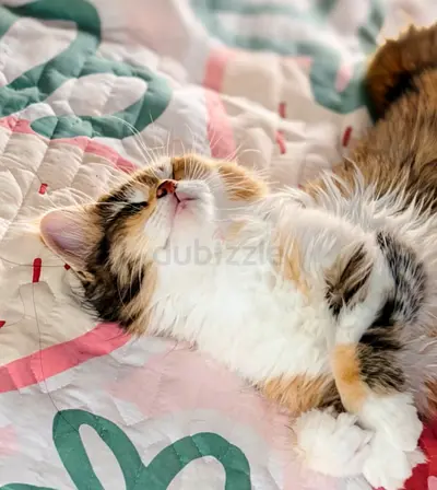 6 month old kitten for free adoption