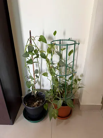 Long Money plant with stand