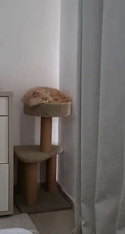 Cat tree