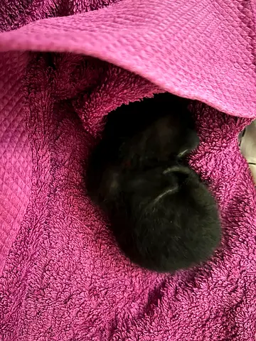 Black Male Kitten (5-10) days old