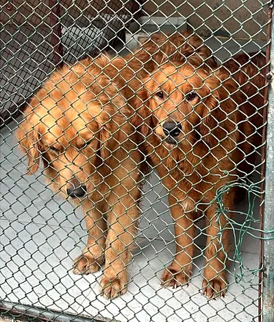 Two Golden Retrievers available for adoption