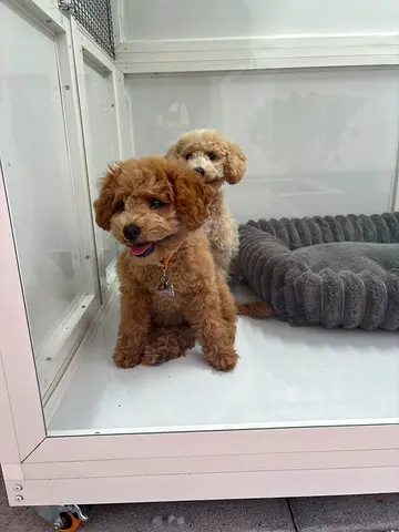 Poodle  Dog