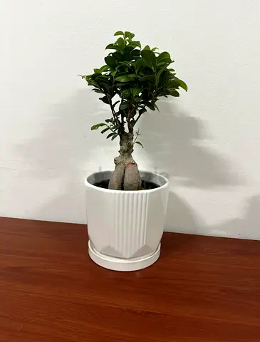 Small Bonsai Ficus in White Ceramic Pot
