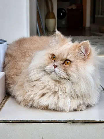 Beautiful gentle Siberian Cat