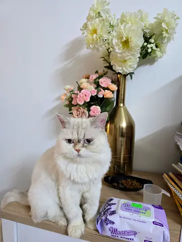 Cat with kittens for free adoption