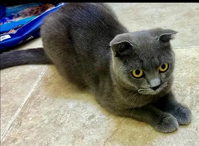 Scottish Fold cat — friendly grey female, Female British Shorthair, 1 year old