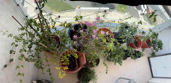 Outdoor plants
