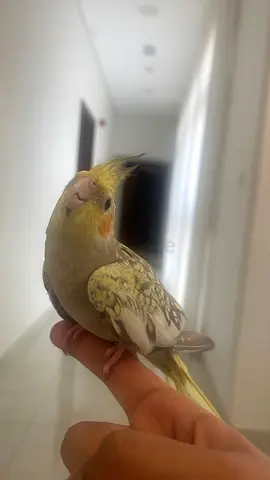 Female pearl cockatiel