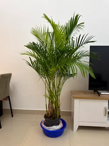 Potted Areca Palm Indoor Plant