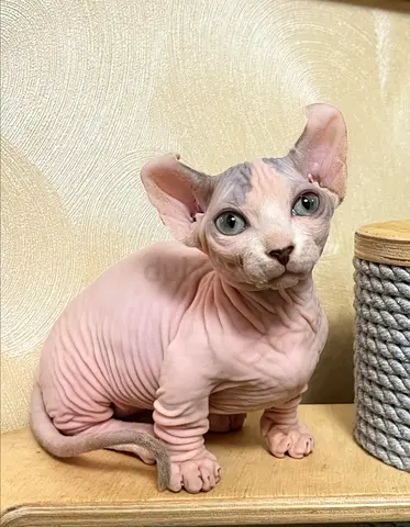 Adorable Sphynx Kitten Available