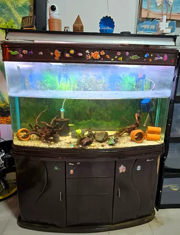 🐠 Complete Tank Setup• SunSun HUSX-1200 Curved Tank with Cabinet• Size: 120cm x 42cm x 61cm💰