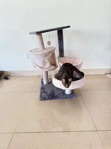Used 3-level Cat Tree with Scratching Post and Bed
