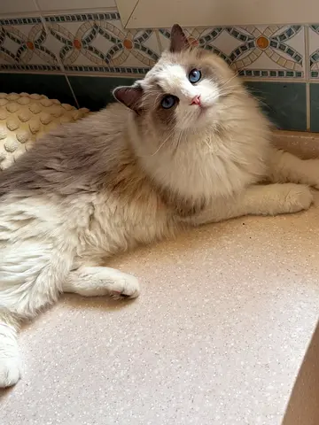 Friendly Ragdoll/Fluffy Cat Available for Adoption