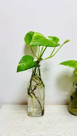 Money plant for sale